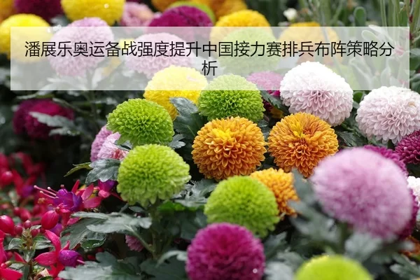 潘展乐奥运备战强度提升中国接力赛排兵布阵策略分析